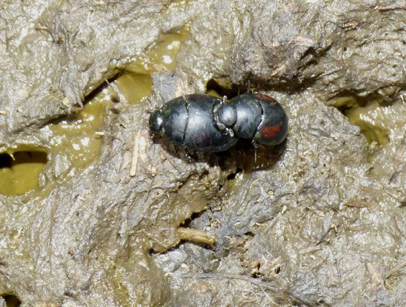 Piccoli Hydrophilidae stercorari: Sphaeridium sp.